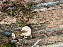 Bitter Bolete
