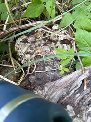 Photo submitted for the Birch Polypore identification