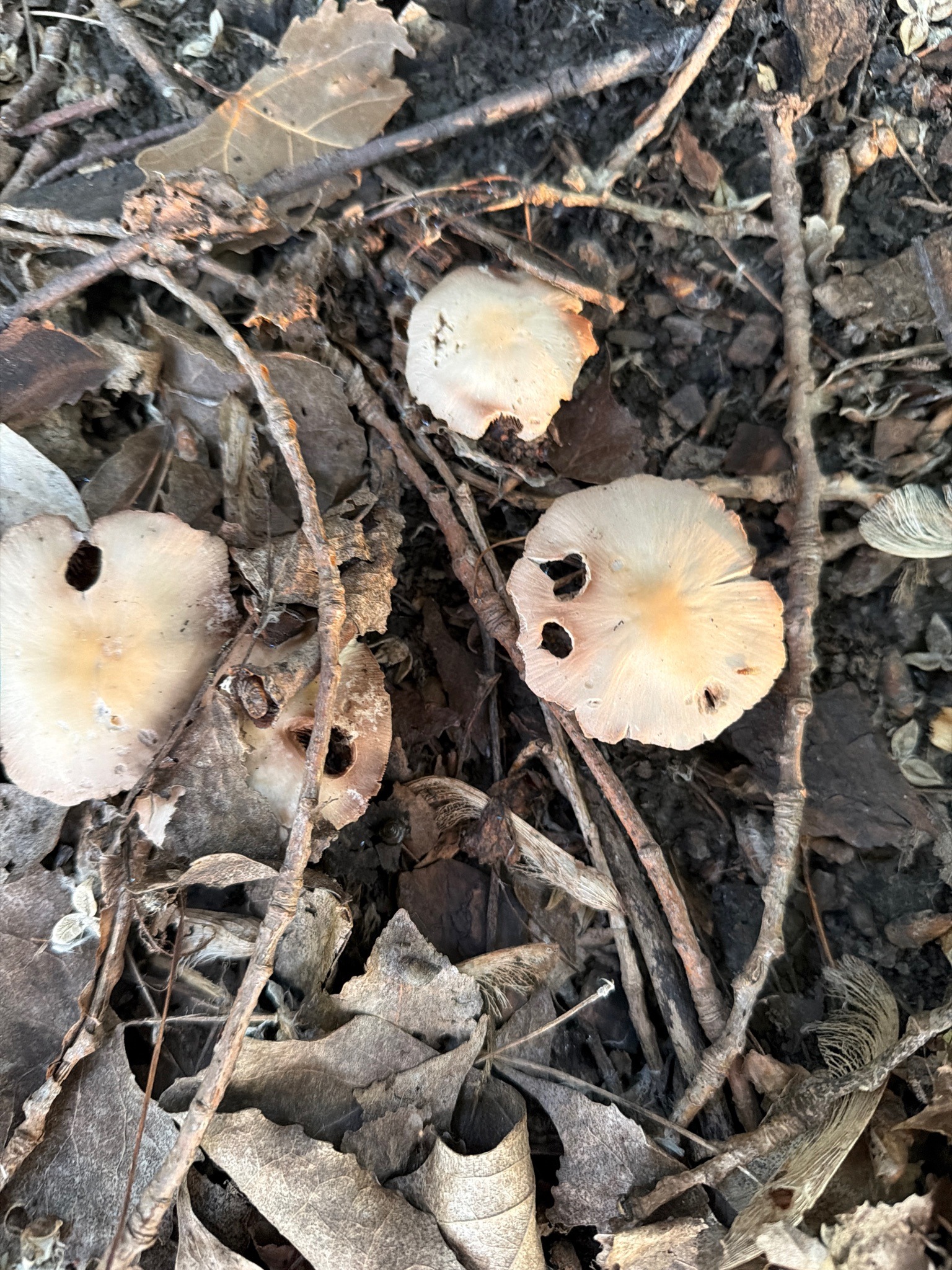 Photo submitted for the Fairy Ring Marasmius identification