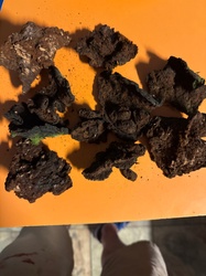 Chaga