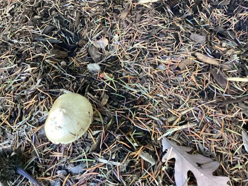 Not a mushroom/fungus