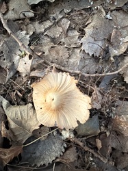 Photo submitted for the Deer Mushroom identification