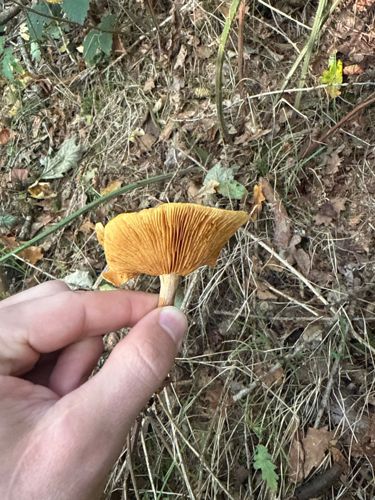 Jack O'Lantern Mushroom