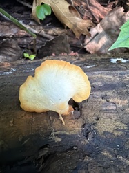 Photo submitted for the Chicken of the Woods identification