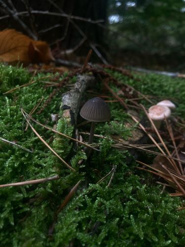 Bonnet Mushroom