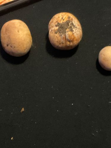 Photo submitted for the Not a mushroom/fungus identification