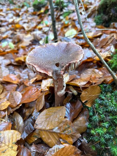 Shaggy scalycap