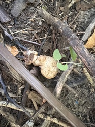 Photo submitted for the Artist's Conk identification