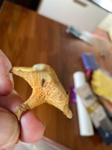 Chanterelle (possibly a dried or aged specimen)