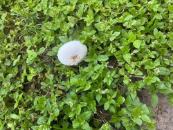 Photo submitted for the False Parasol identification