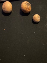 Photo submitted for the Not a mushroom/fungus identification
