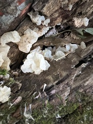 Photo submitted for the White Jelly Fungus identification