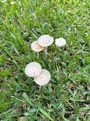 Photo submitted for the Pleated Inkcap identification