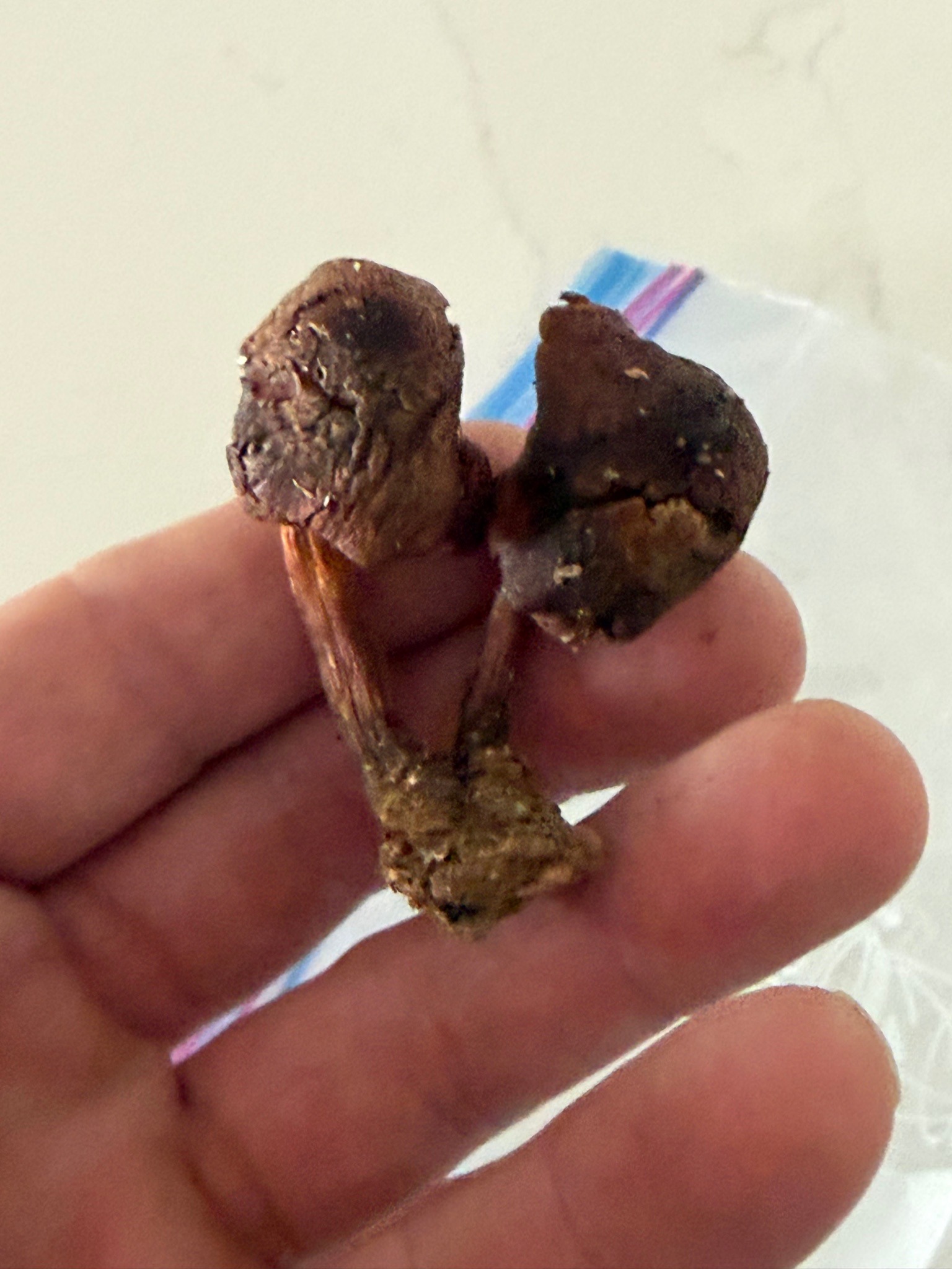 Photo submitted for the Subaeruginosa Mushroom identification