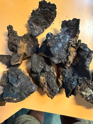 Chaga mushroom