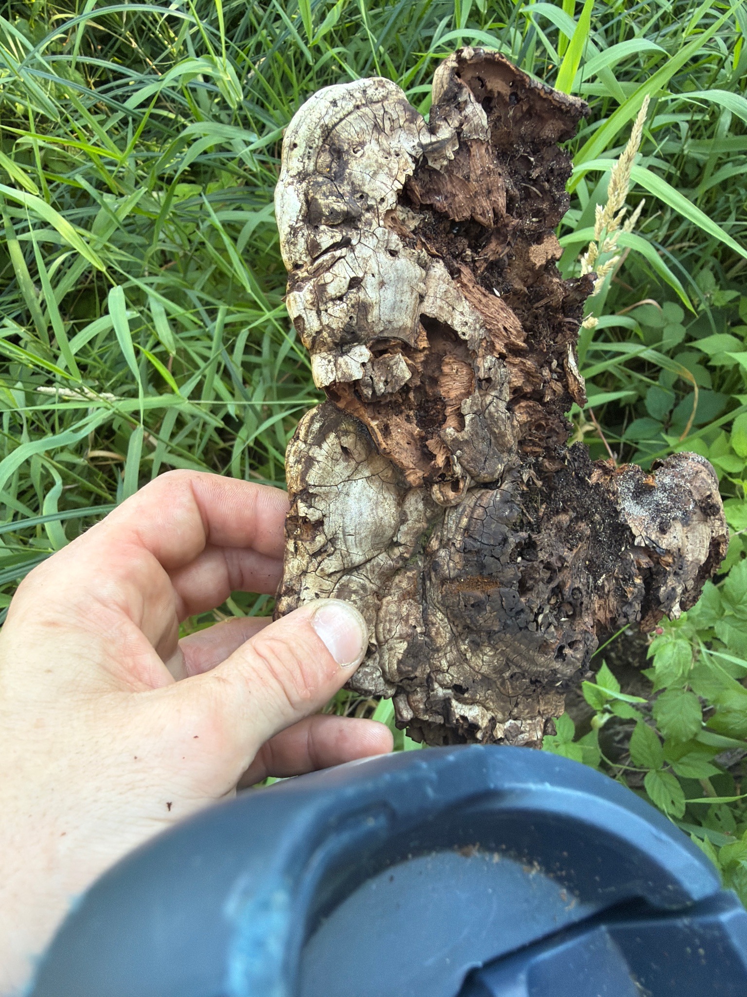 Photo submitted for the Cracked-cap Polypore identification