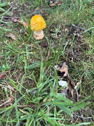 Photo submitted for the American yellow fly agaric identification