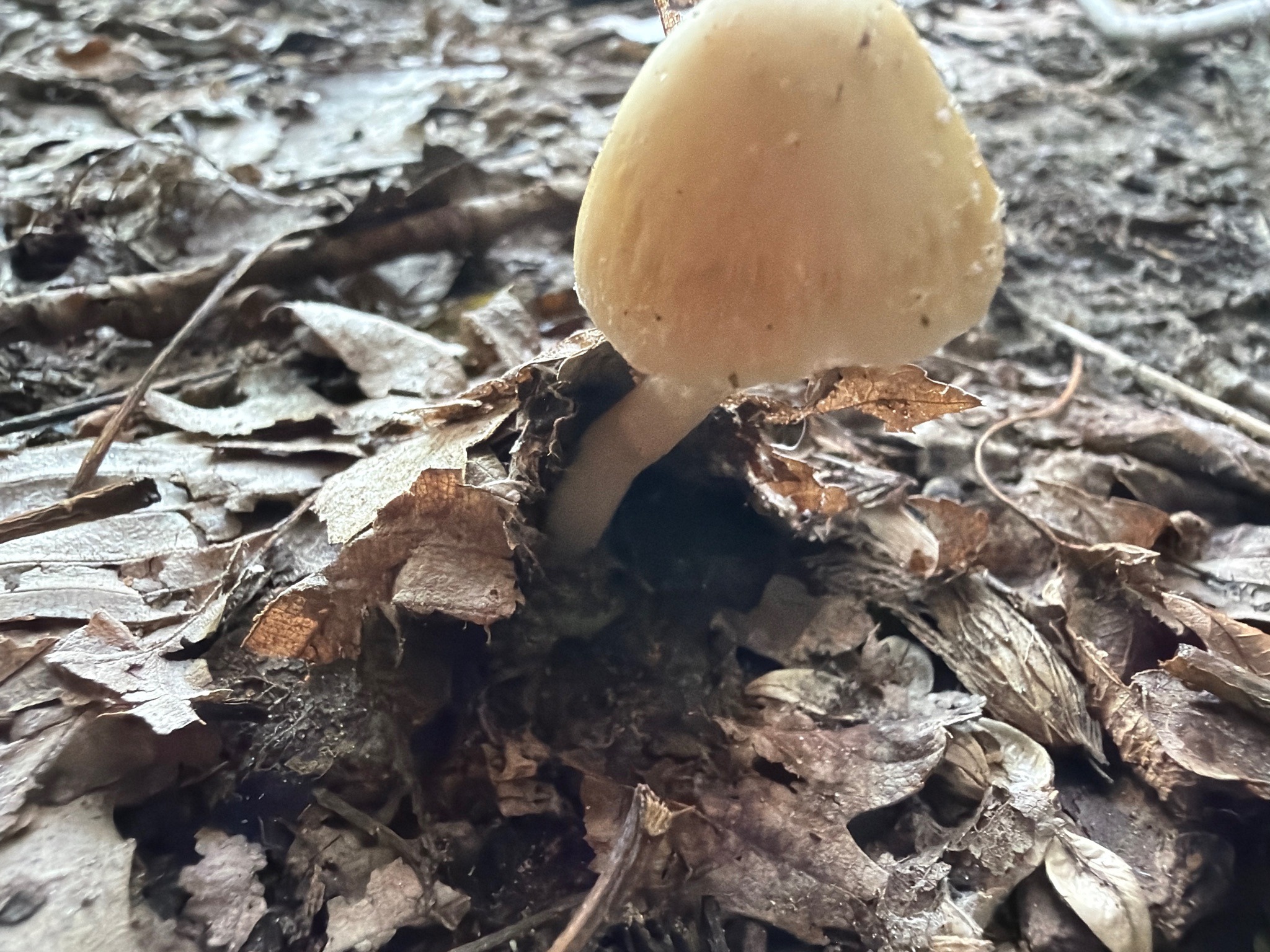 Photo submitted for the Deer Mushroom identification