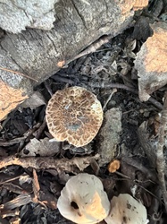 Photo submitted for the Dryad's Saddle identification