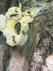 Photo submitted for the Dog Vomit Slime Mold identification