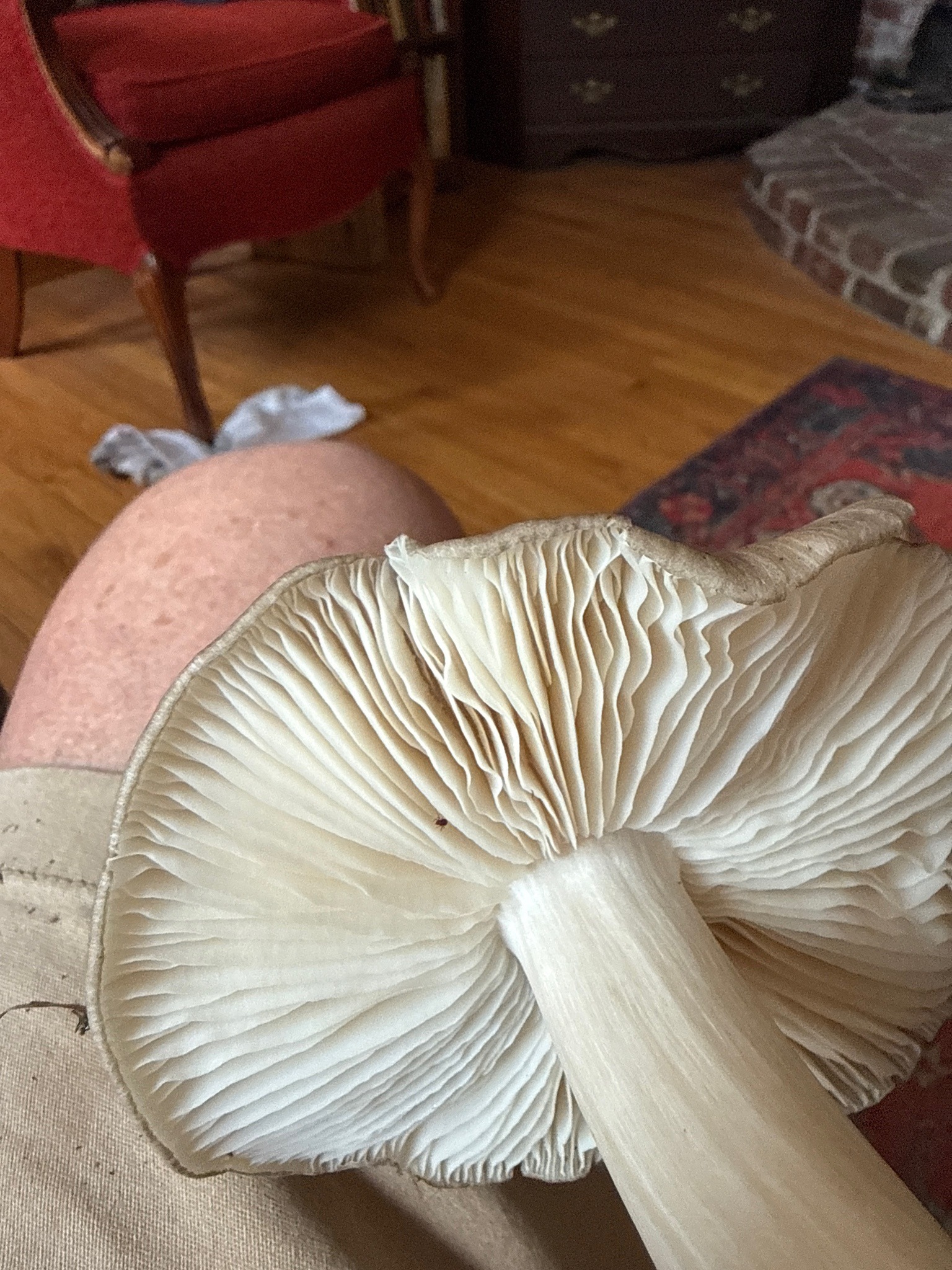 Photo submitted for the Deer Mushroom identification