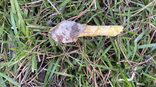 Not a mushroom/fungus