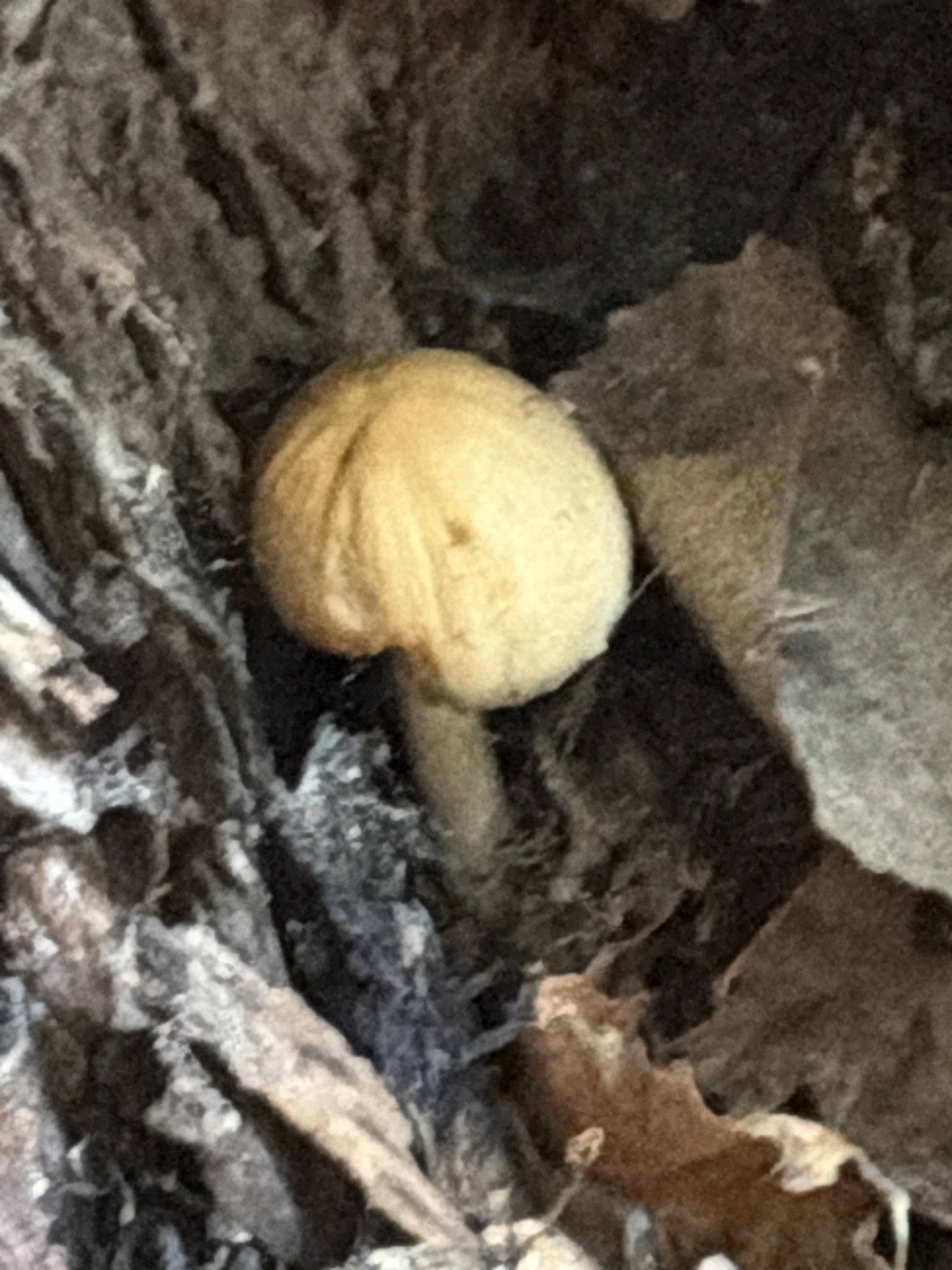 Photo submitted for the Yellow Fieldcap or Sunny Side Up Mushroom identification