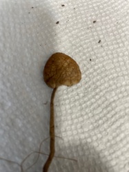 Photo submitted for the Mower's Mushroom identification