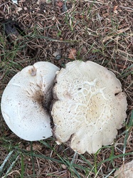 Photo submitted for the Yellow-Staining Mushroom identification