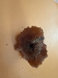 Photo submitted for the Amber Jelly Fungus identification
