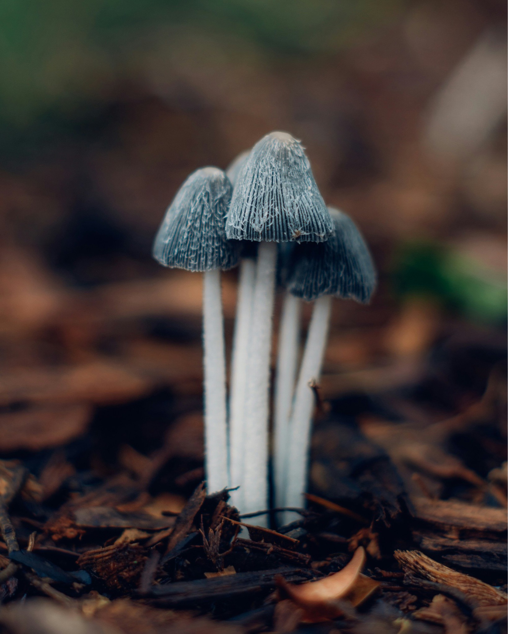 Photo submitted for the Hare's Foot Inkcap identification