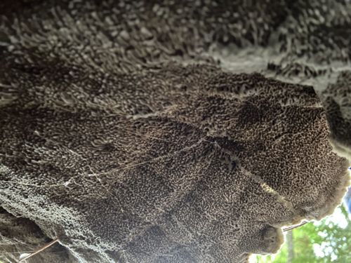 Photo submitted for the Dryad's Saddle identification