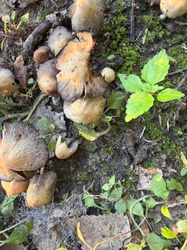 Photo submitted for the Mica Cap identification