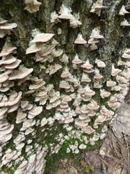 Violet-toothed Polypore