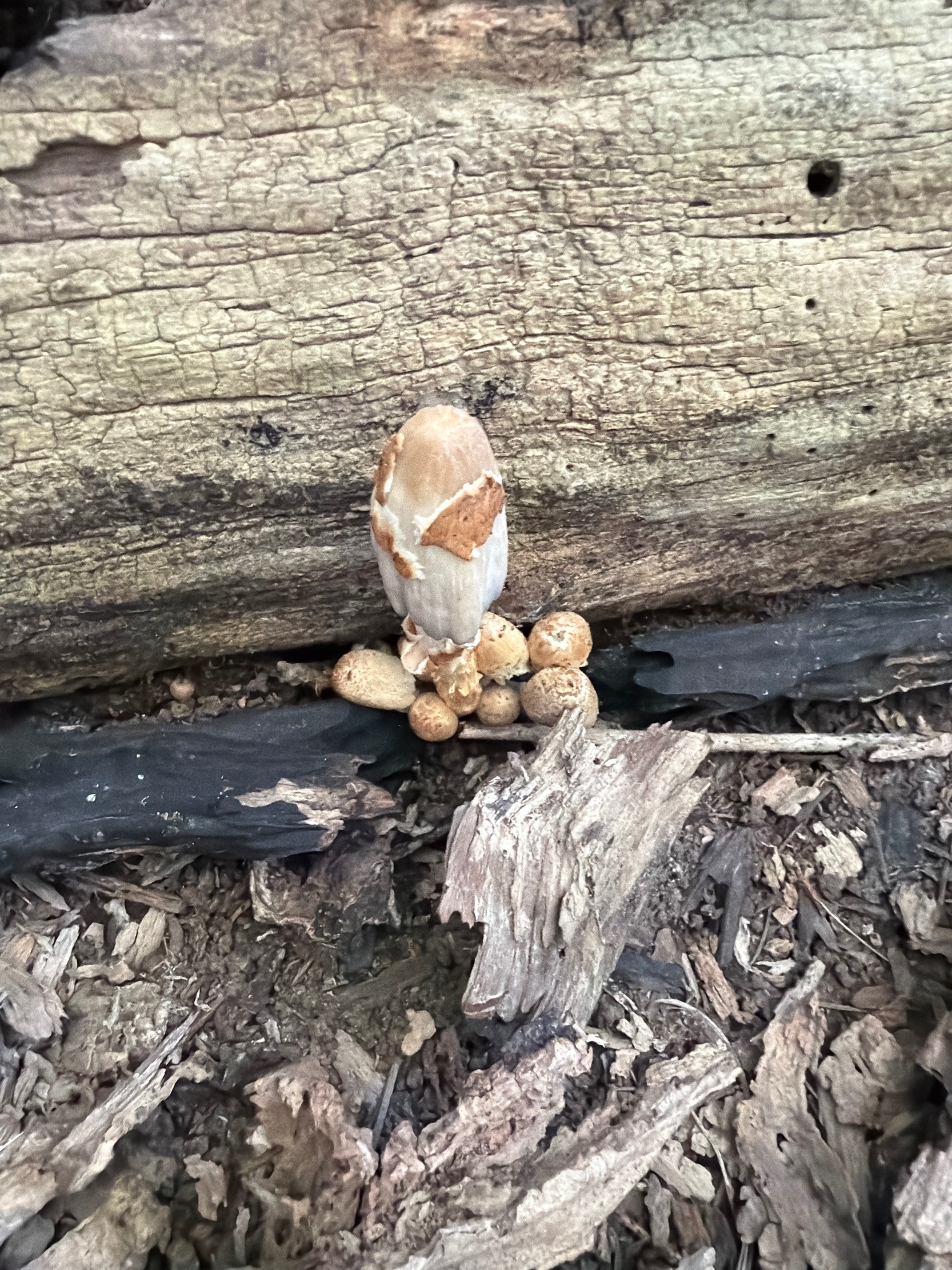 Photo submitted for the Mica Cap identification