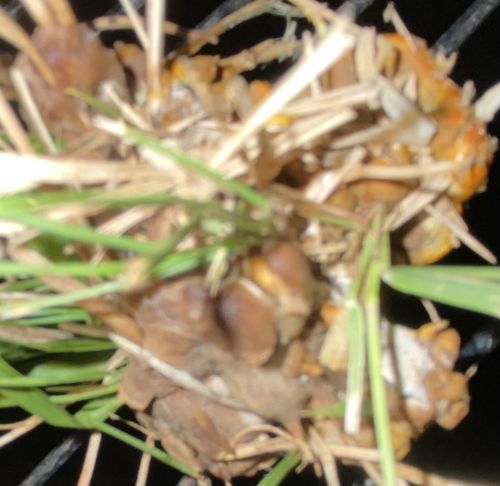 Not a mushroom/fungus