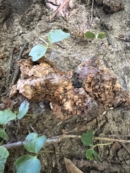 Photo submitted for the Not a mushroom/fungus identification