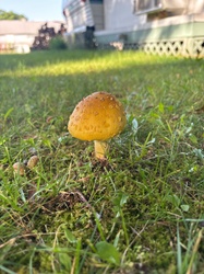 Photo submitted for the American yellow fly agaric identification