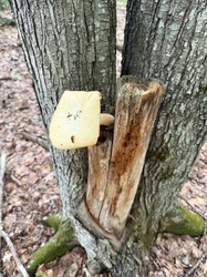 Photo submitted for the Dryad's Saddle / Pheasant's Back identification