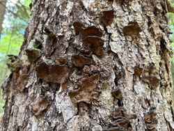 Photo submitted for the Velvet Curtain Crust identification