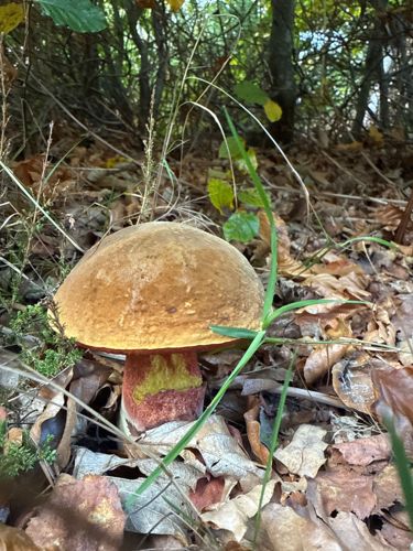 Bicolor Bolete