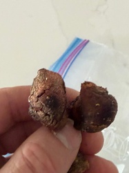 Photo submitted for the Dried Gilled Mushroom (Genus Psilocybe) identification