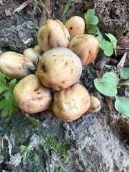Photo submitted for the Mica Cap identification
