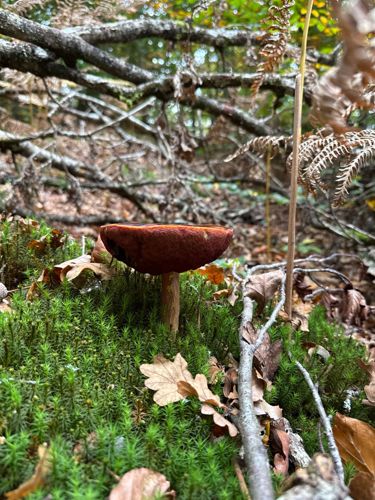 Red-capped Scaber Stalk