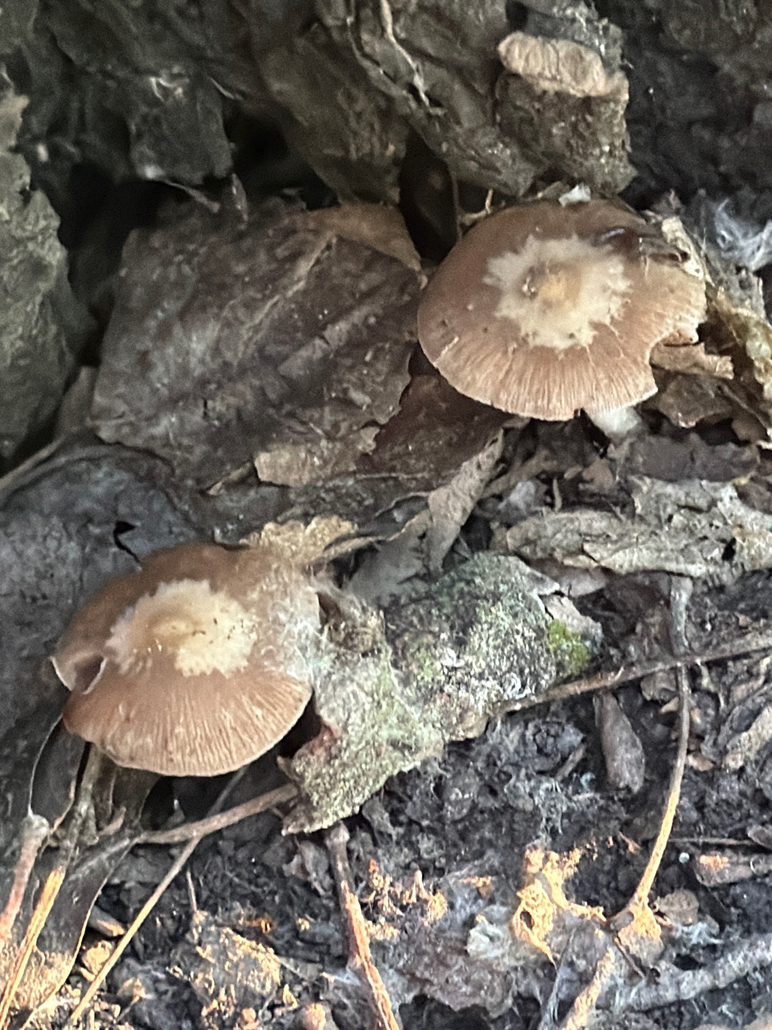 Photo submitted for the Deer Mushroom identification