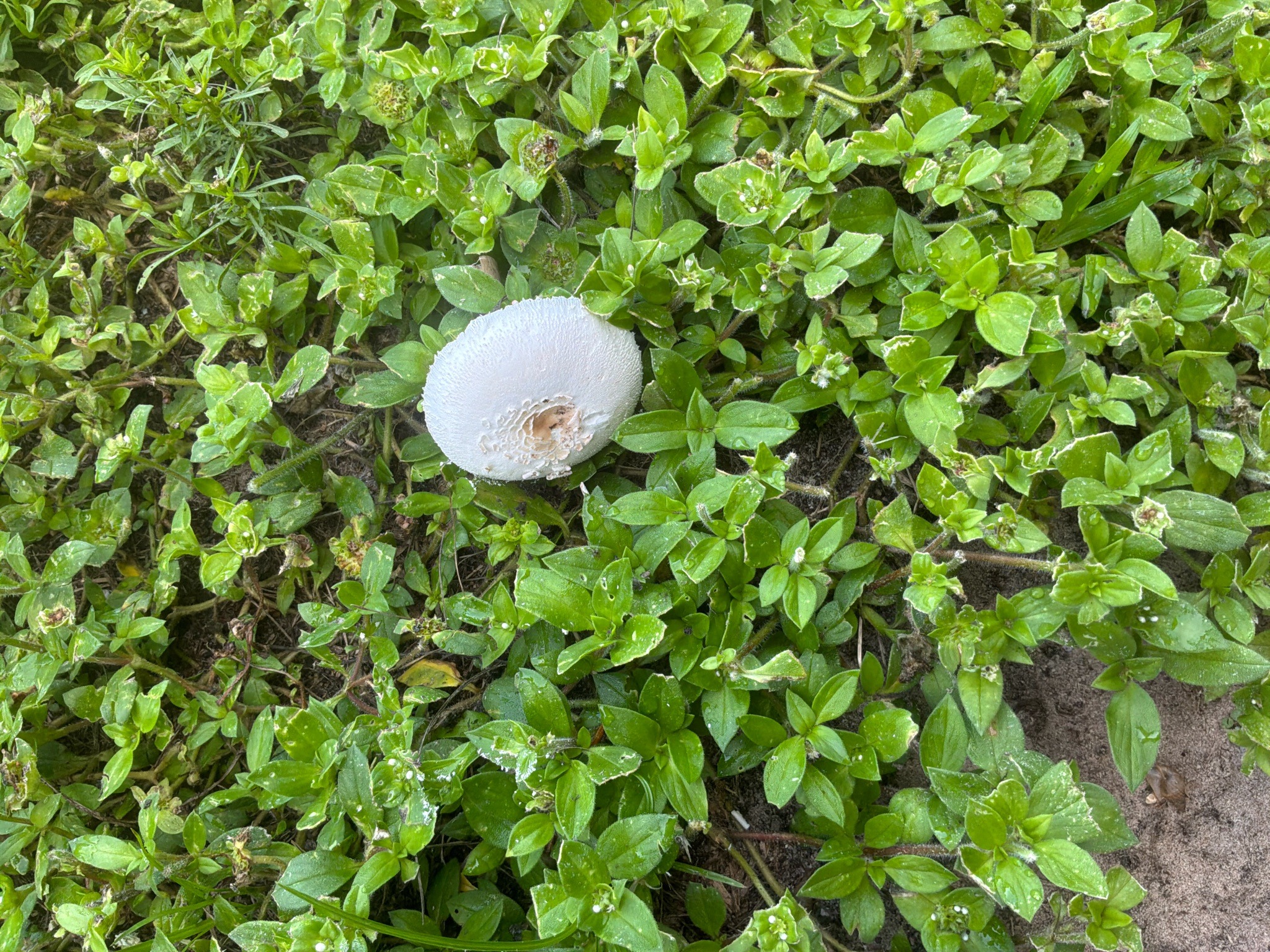 Photo submitted for the False Parasol identification