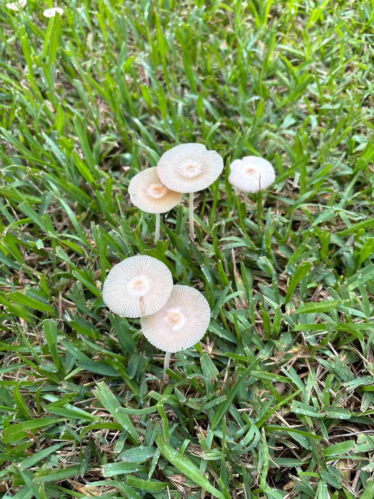 Photo submitted for the Pleated Inkcap identification
