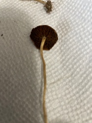 Photo submitted for the Mower's Mushroom identification