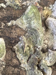Photo submitted for the False Turkey Tail identification