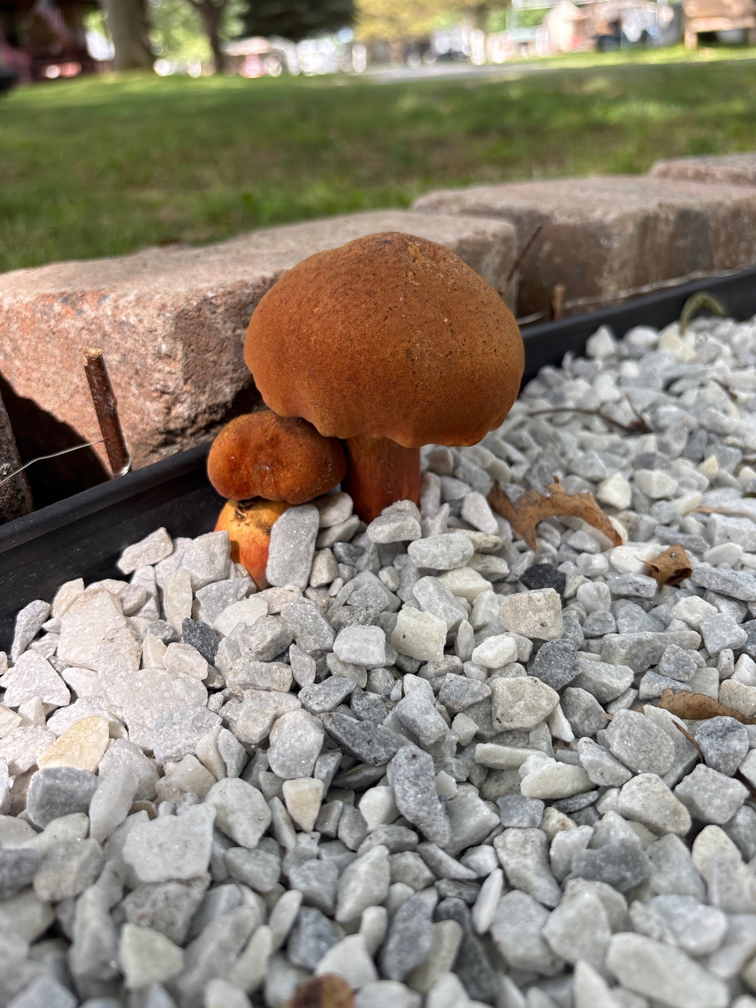 Photo submitted for the Bicolor Bolete (complex) identification